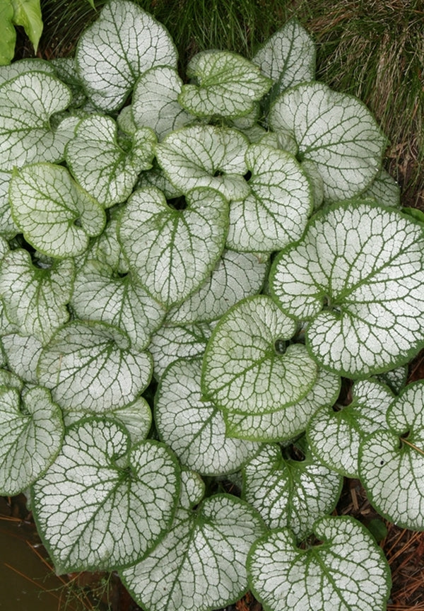 Image of Brunnera macrophylla 'Jack Frost'