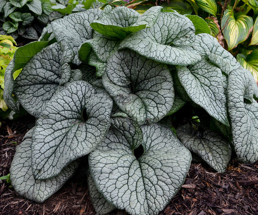Image of Brunnera macrophylla 'Queen of Hearts' PP 32,737 taken at Walters Gardens, MI by Walters Gardens