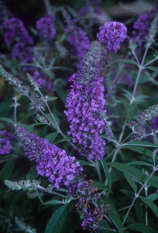 Image of Buddleia 'Ellen's Blue' taken at Juniper Level Botanic Gdn, NC by JLBG