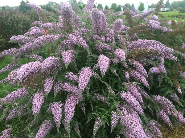 Image of Buddleia 'Grand Cascade' PP 30,868 taken at Walters Gardens, MI by H. Hansen