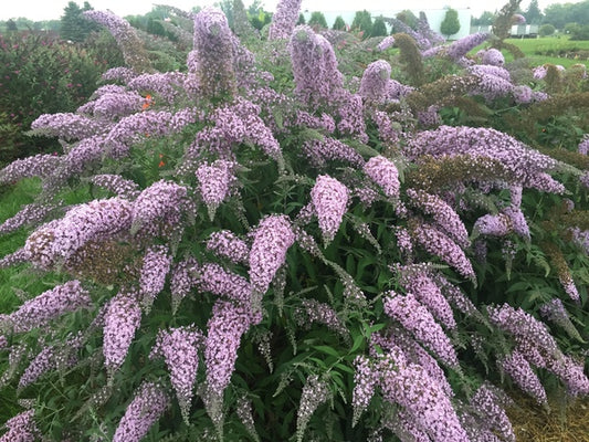 Image of Buddleia 'Grand Cascade' PP 30,868 taken at Walters Gardens, MI by H. Hansen