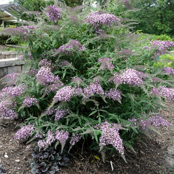 Buddleia Lilac Cascade PP 33844