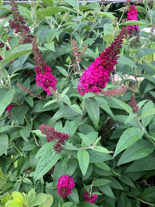 Image of Buddleia 'Miss Molly' PP 23,425 taken at Juniper Level Botanic Gdn, NC by C. Hardison