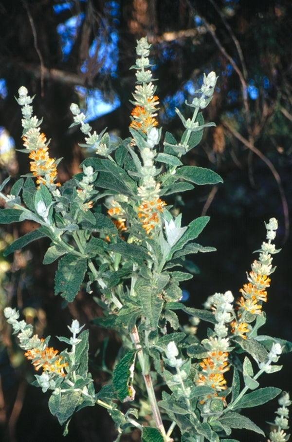 Image of Buddleia 'Orange Sceptre' taken at Juniper Level Botanic Gdn, NC by JLBG