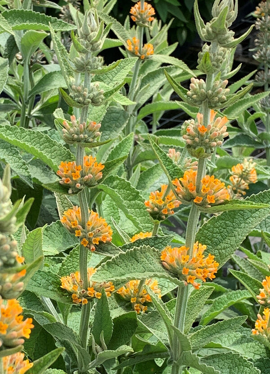 Image of Buddleia 'Orange Sceptre' taken at Juniper Level Botanic Gdn, NC by C. Hardison