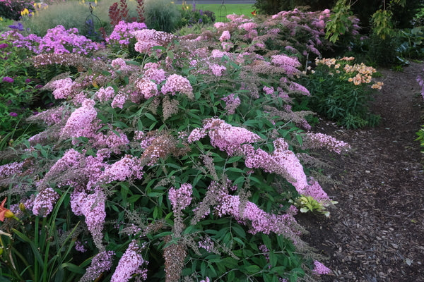 Image of Buddleia 'Pink Cascade II' PP 35,438 taken at Walters Gardens, MI by JLBG