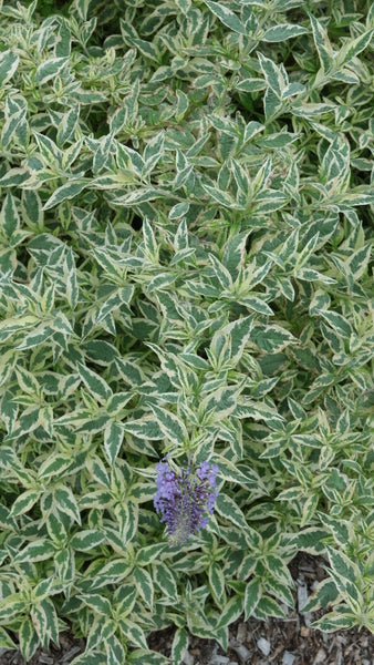 Image of Buddleia davidii 'Butterfly Gold' PP 33,807 taken at Juniper Level Botanic Gdn, NC by JLBG