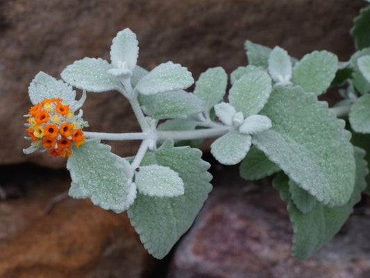 Image of Buddleia marrubiifolia 'Presidio' taken at Juniper Level Botanic Gdn, NC by JLBG