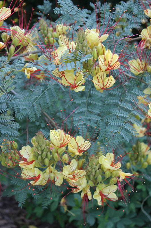 Image of Caesalpinia gilliesii taken at Juniper Level Botanic Gdn, NC by JLBG