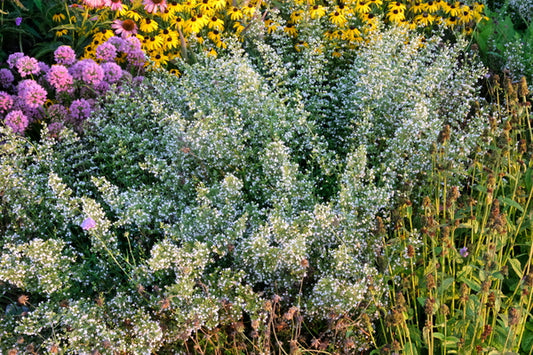 Image of Calamintha nepeta var. nepeta taken at Walters Gardens, MI by JLBG