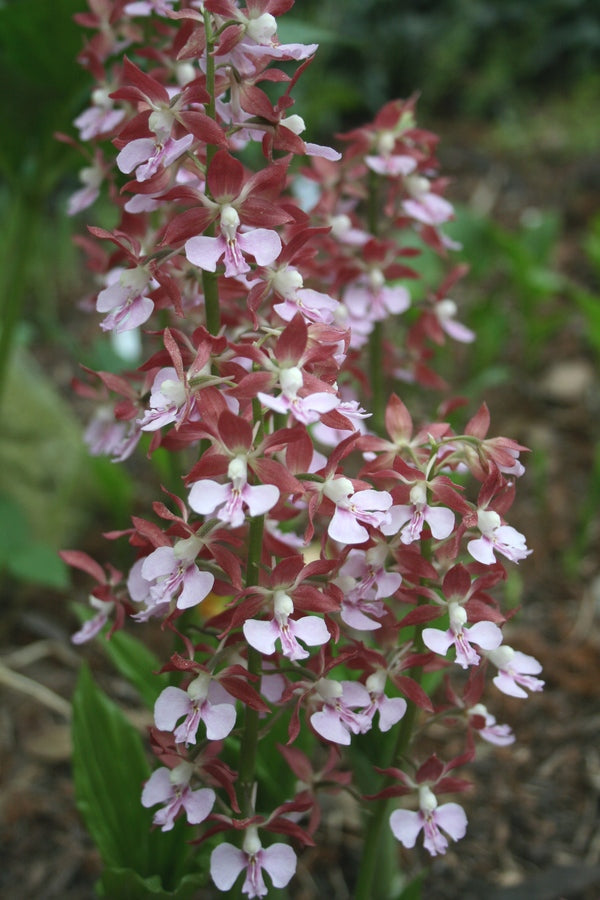 Learn about Calanthe 'Kozu Spice' | Kozu Spice Hardy Calanthe