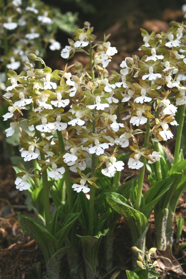 Image of Calanthe discolor 'Eco White' taken at Juniper Level Botanic Garden, Raleigh NC by JLBG