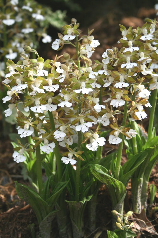 Image of Calanthe discolor 'Eco White' taken at Juniper Level Botanic Garden, Raleigh NC by JLBG