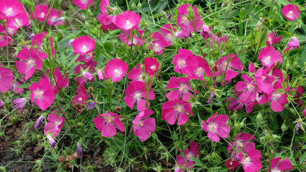 Image of Callirhoe bushii taken at Juniper Level Botanic Gdn, NC by JLBG