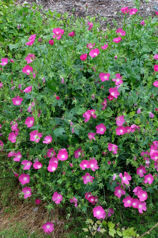 Image of Callirhoe bushii taken at Juniper Level Botanic Garden, Raleigh NC by JLBG