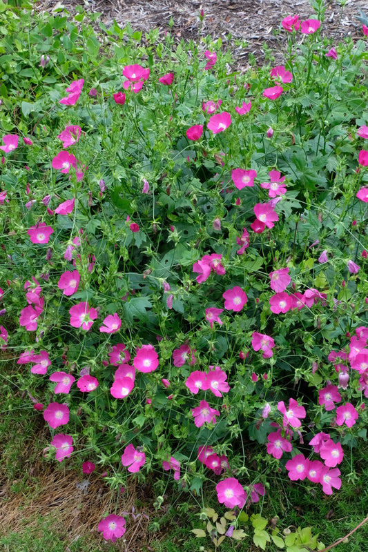 Image of Callirhoe bushii taken at Juniper Level Botanic Garden, Raleigh NC by JLBG