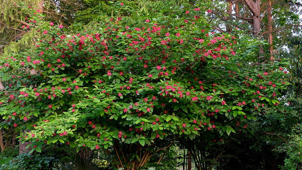 Image of Calycanthus 'Aphrodite' PP 24,014 taken at Juniper Level Botanic Gdn, NC by JLBG