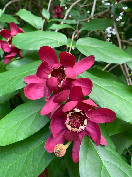 Image of Calycanthus 'Aphrodite' PP 24,014 taken at Juniper Level Botanic Garden, Raleigh NC by Lidia Churakova