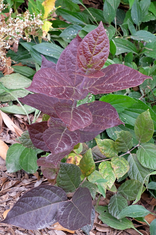 Image of Calycanthus floridus 'Burgundy Spice' PP 28,886 taken at Juniper Level Botanic Gdn, NC by JLBG