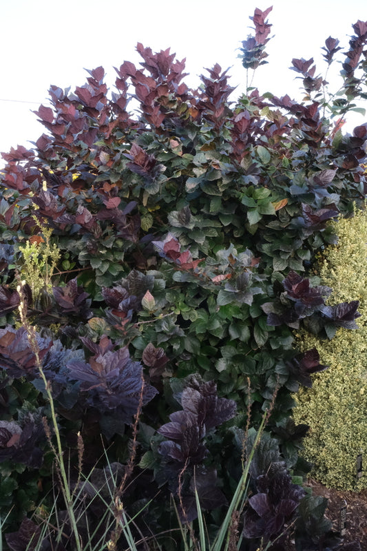 Image of Calycanthus floridus 'Burgundy Spice' PP 28,886 taken at Juniper Level Botanic Gdn, NC by JLBG