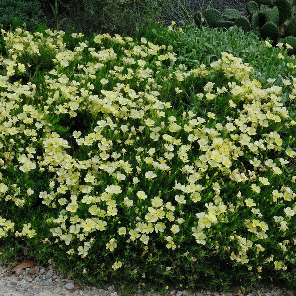Learn about Calylophus berlandieri 'Butter Cream' | Butter Cream  Berlandier's Sundrop