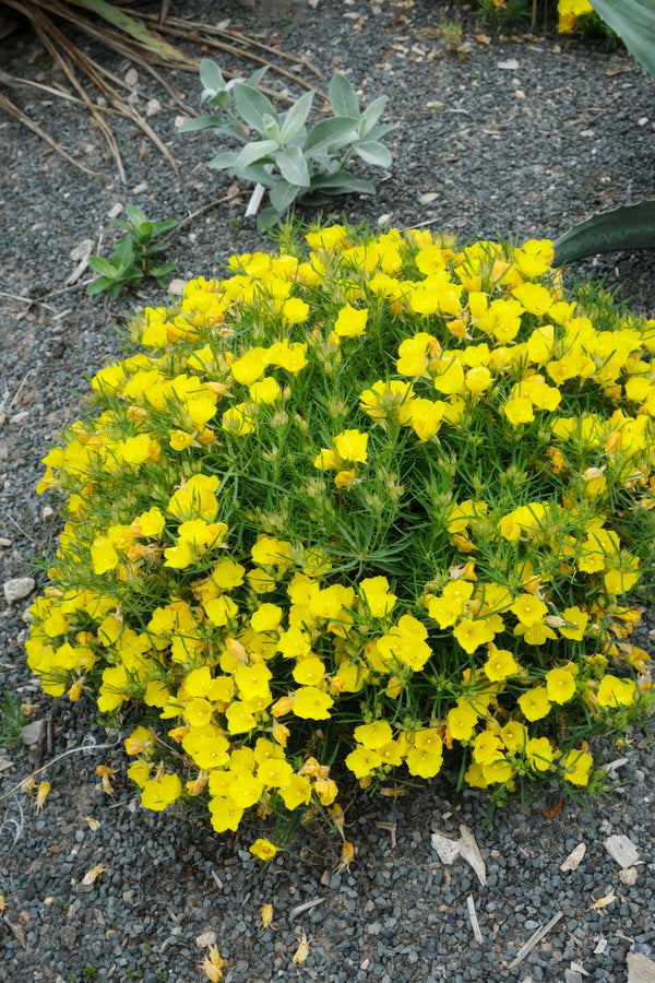 Image of Calylophus berlandieri 'Gold Foil' taken at Juniper Level Botanic Gdn, NC by JLBG