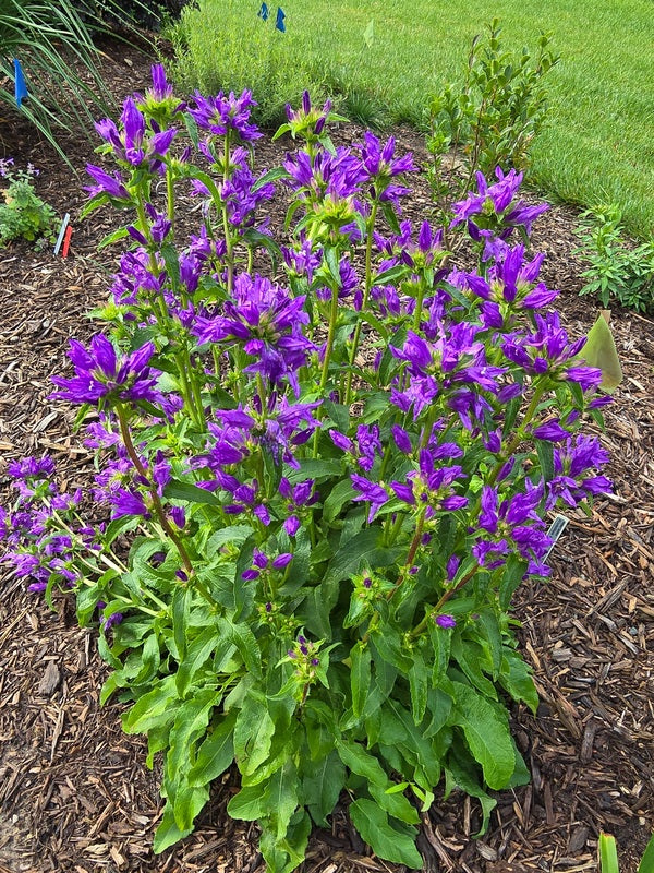 Campanula Bells and Whistles PP 36936