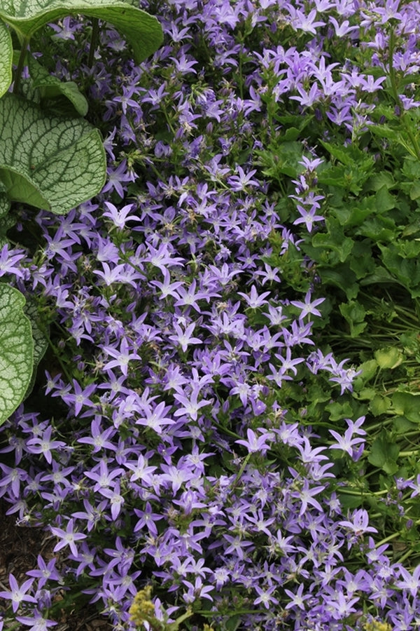 Image of Campanula poscharskyana 'Camgood'