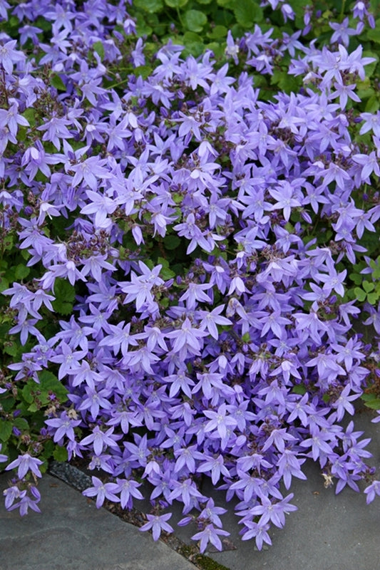 Image of Campanula poscharskyana 'Camgood' taken at Dan Pennarci Gdn, MA by T. Avent