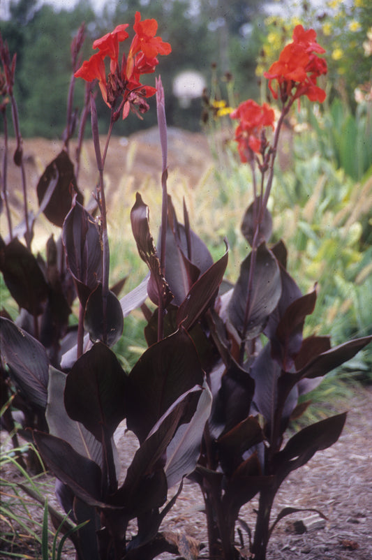 Image of Canna x generalis 'Australia' taken at Juniper Level Botanic Gdn, NC by JLBG