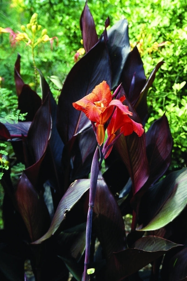 Image of Canna x generalis 'Australia' taken at Juniper Level Botanic Gdn, NC by JLBG
