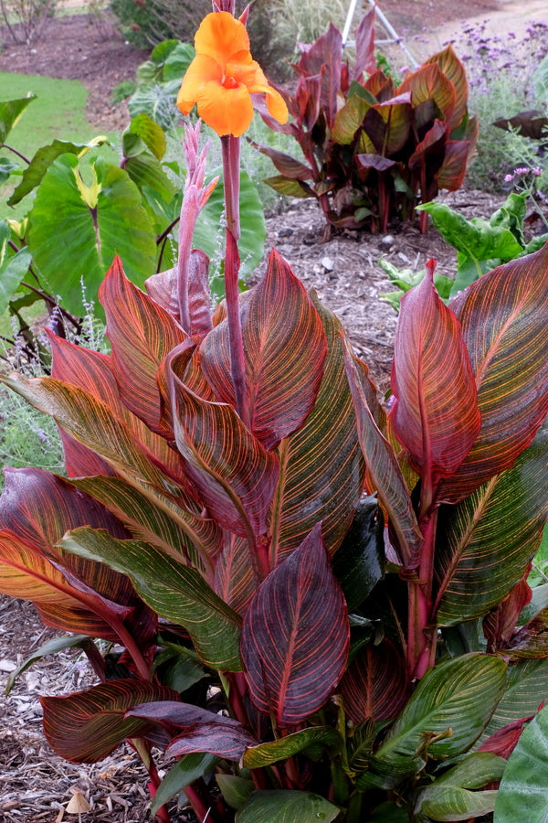 Image of Canna x generalis 'B. Marley' PP 23,977 taken at Juniper Level Botanic Gdn, NC by JLBG