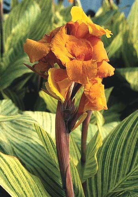 Image of Canna x generalis 'Bengal Tiger' taken at Juniper Level Botanic Gdn, NC by JLBG