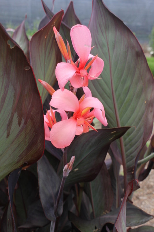Image of Canna x generalis 'Blueberry Sparkler' taken at Juniper Level Botanic Gdn, NC by JLBG