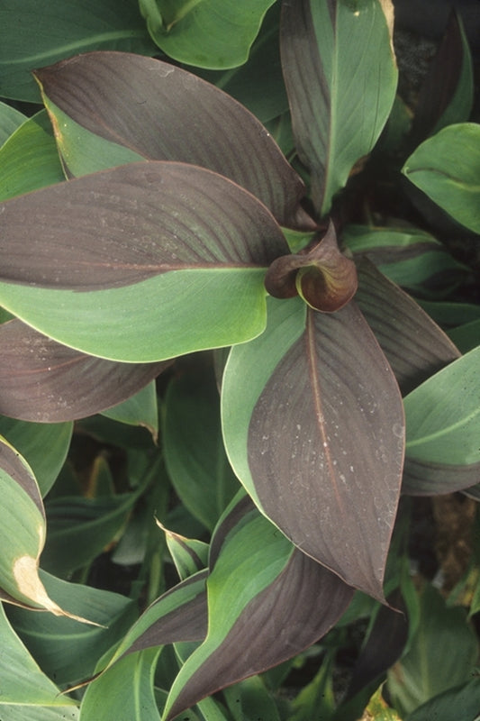 Image of Canna x generalis 'Cleopatra' taken at Juniper Level Botanic Gdn, NC by JLBG