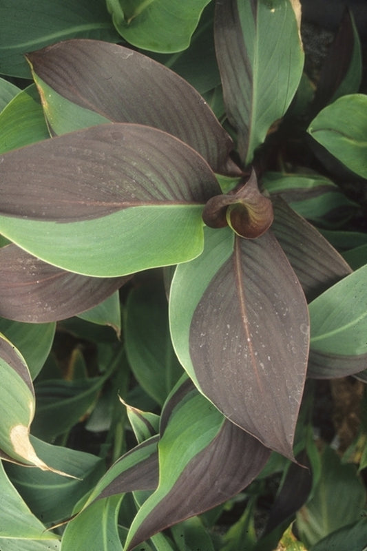 Image of Canna x generalis 'Cleopatra' taken at Juniper Level Botanic Gdn, NC by JLBG