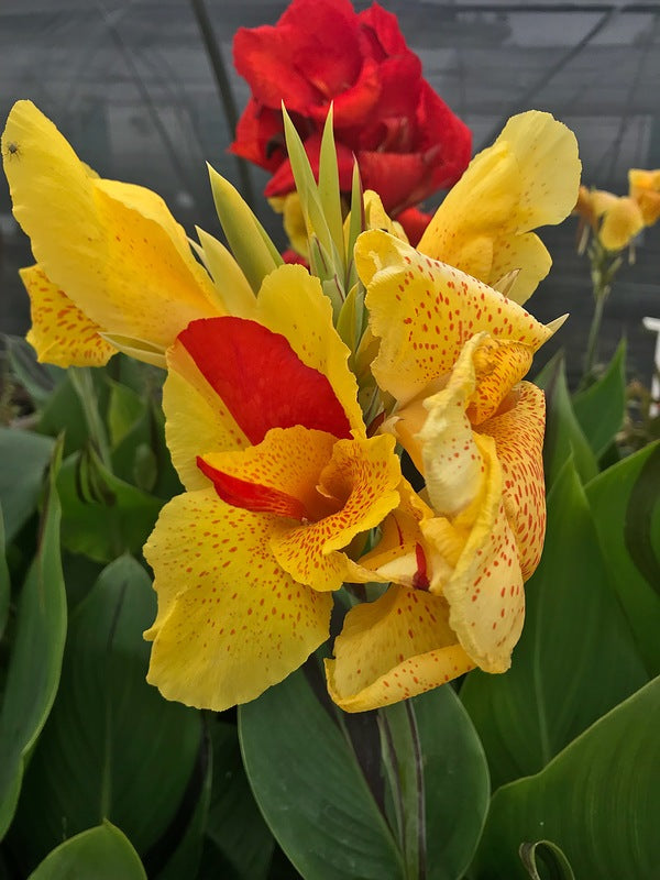 Image of Canna x generalis 'Cleopatra' taken at Juniper Level Botanic Gdn, NC by JLBG