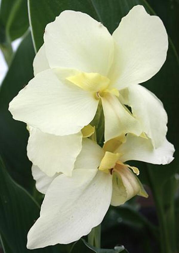 flower white canna lily Canna generalis Ermine