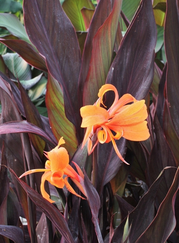 Image of Canna x generalis 'Intrigue' taken at Juniper Level Botanic Gdn, NC by JLBG