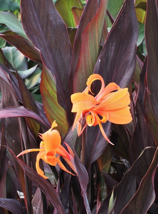 Image of Canna x generalis 'Intrigue' taken at Juniper Level Botanic Gdn, NC by JLBG