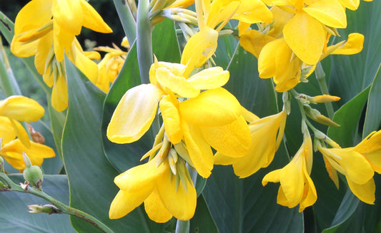 Image of Canna x generalis 'Lemon Punch' taken at Juniper Level Botanic Gdn, NC by JLBG
