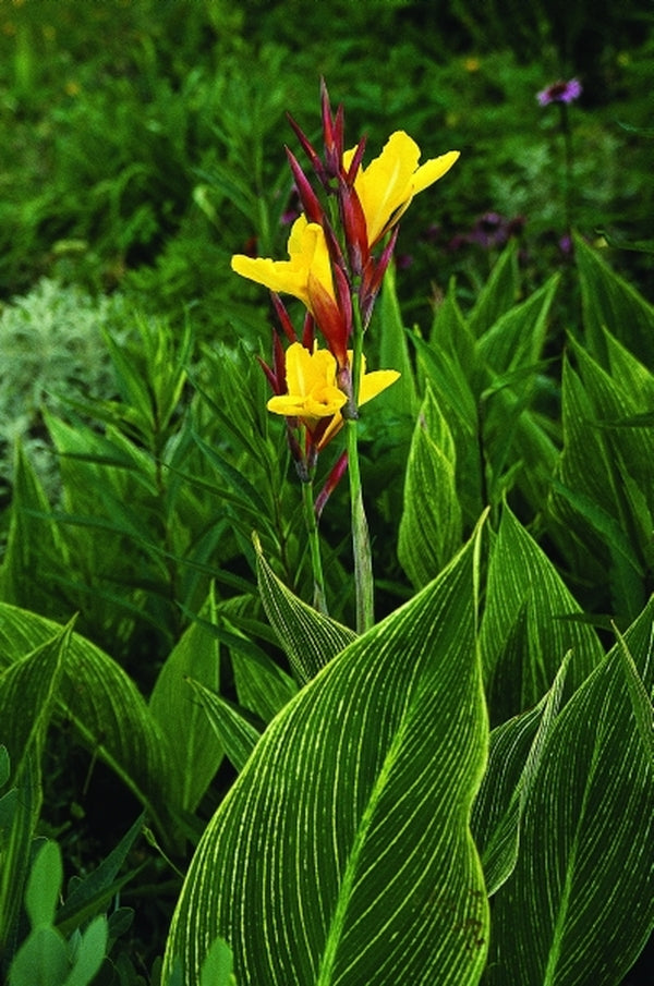 Image of Canna x generalis 'Minerva' taken at Juniper Level Botanic Gdn, NC by JLBG