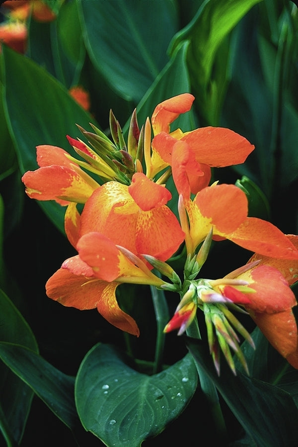 canna出品 Canna Orange Punch | Orange Punch Canna Lily