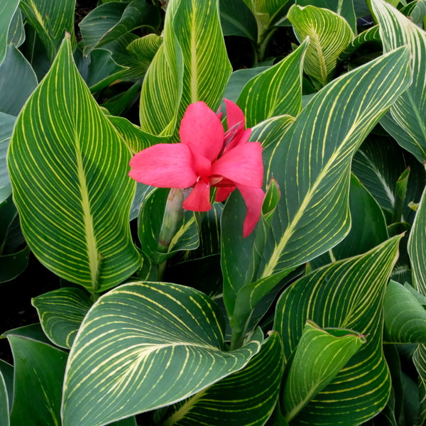 red tiger lilies Canna generalis Red Tiger PP 30655