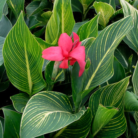 Image of Canna x generalis 'Red Tiger' PP 30,655 taken at Juniper Level Botanic Gdn, NC by JLBG