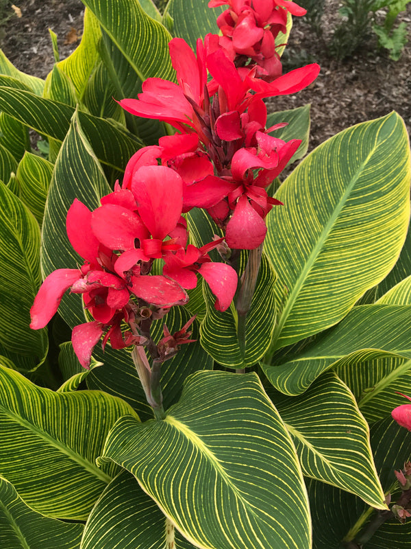 Image of Canna x generalis 'Red Tiger' PP 30,655 taken at Juniper Level Botanic Gdn, NC by C. Hardison