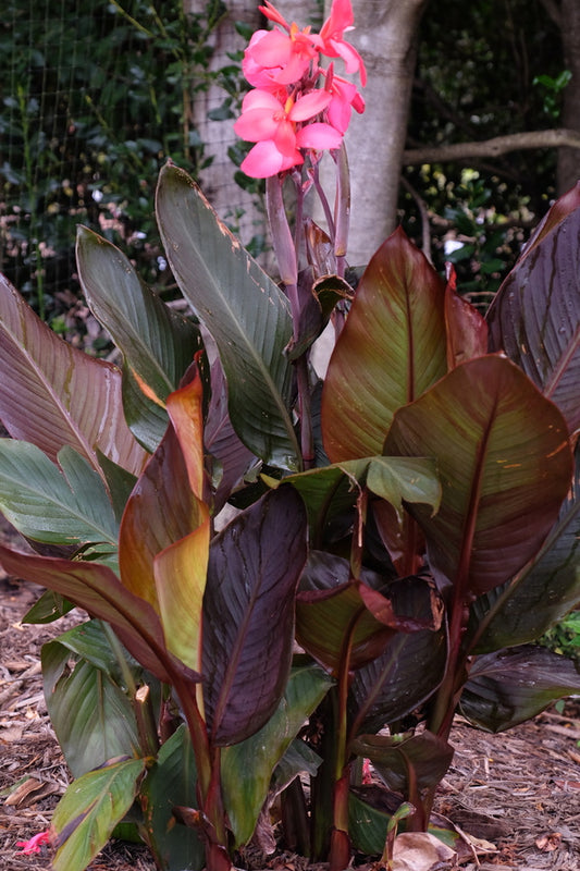 Image of Canna x generalis 'Red Wine' taken at Juniper Level Botanic Gdn, NC by JLBG