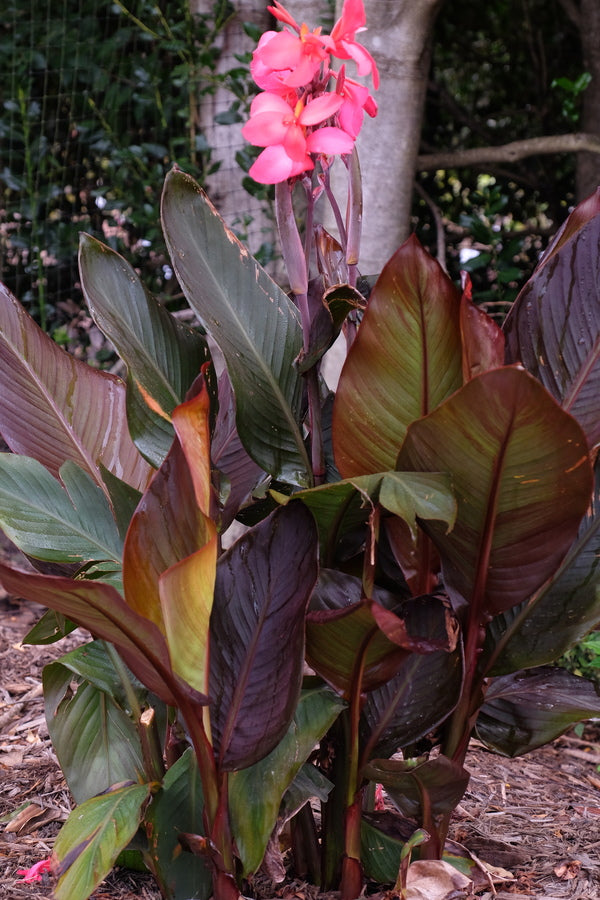 Canna generalis Red Wine
