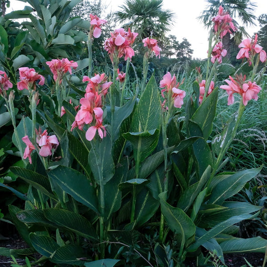 Image of Canna x generalis 'Rose Tiger' taken at Juniper Level Botanic Gdn, NC by JLBG