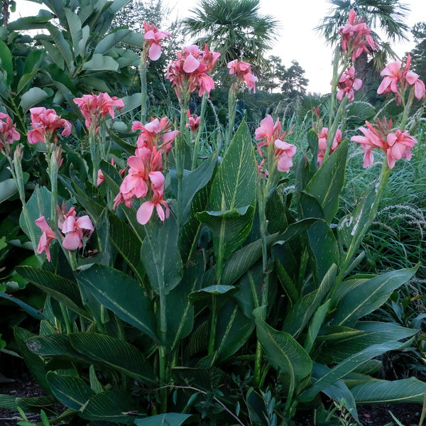 Canna generalis Rose Tiger